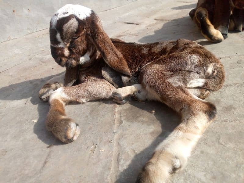 Pure quality baby goat pair for sale 0