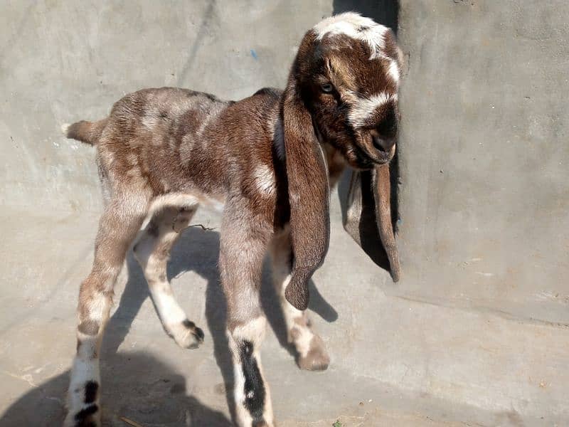 Pure quality baby goat pair for sale 1