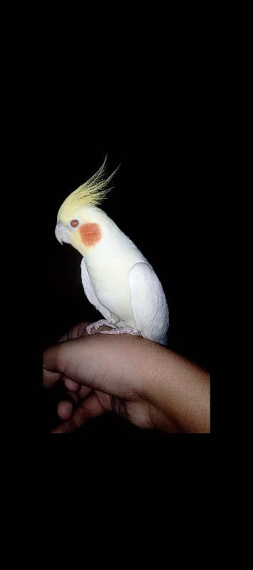 hand tamed cockatiel 0