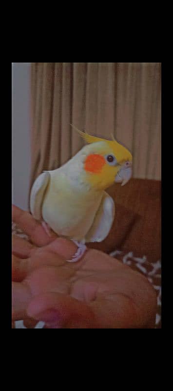 hand tamed cockatiel 1