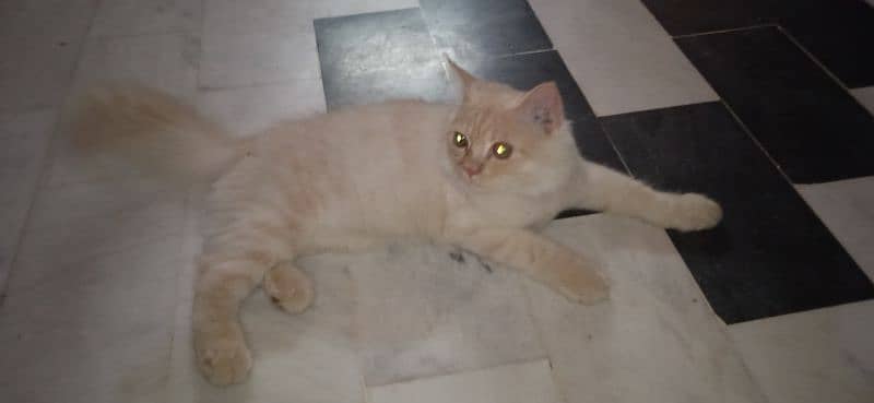 Male cat for for Sale 3