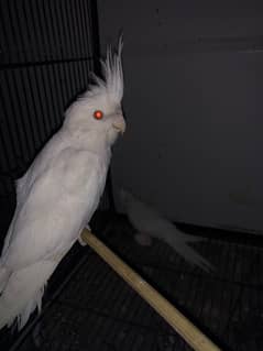 cockatiel White