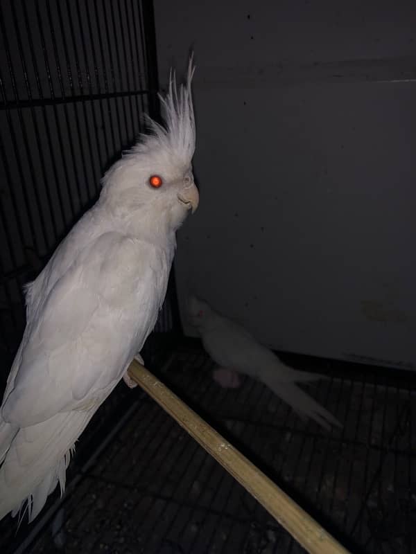 cockatiel White 0