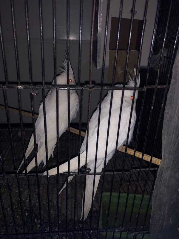 cockatiel White 1