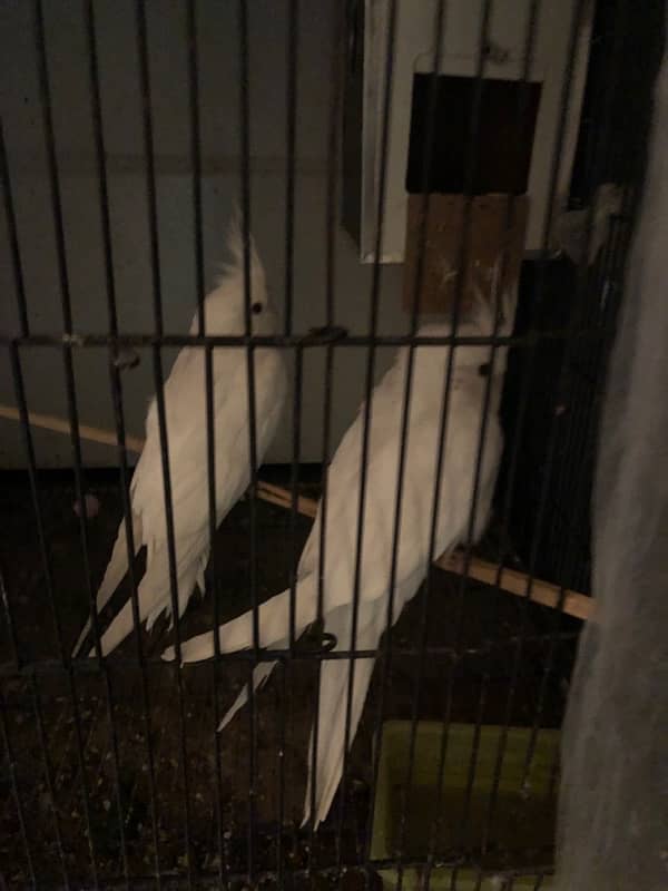 cockatiel White 2