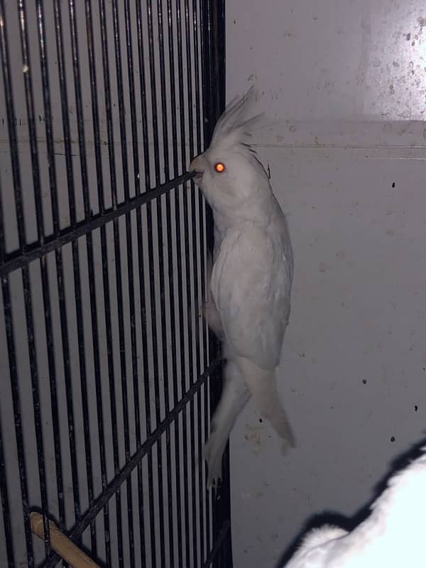 cockatiel White 3