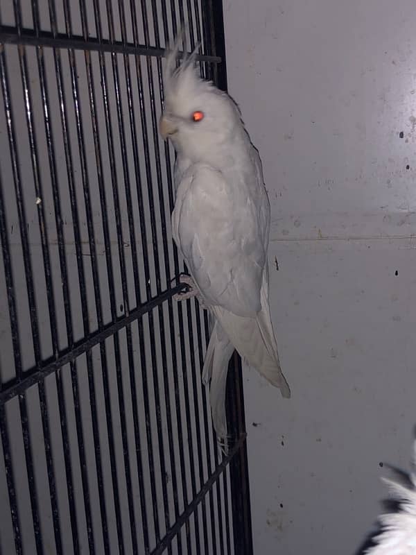 cockatiel White 4