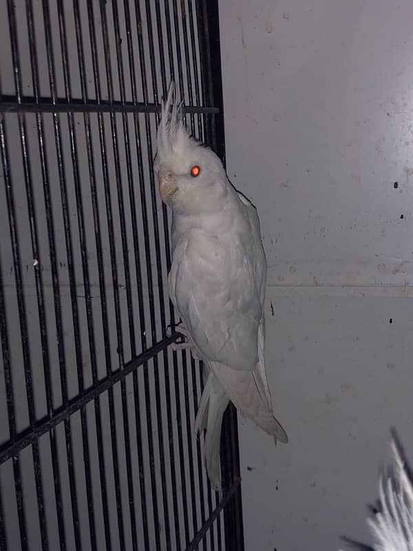 cockatiel White 5