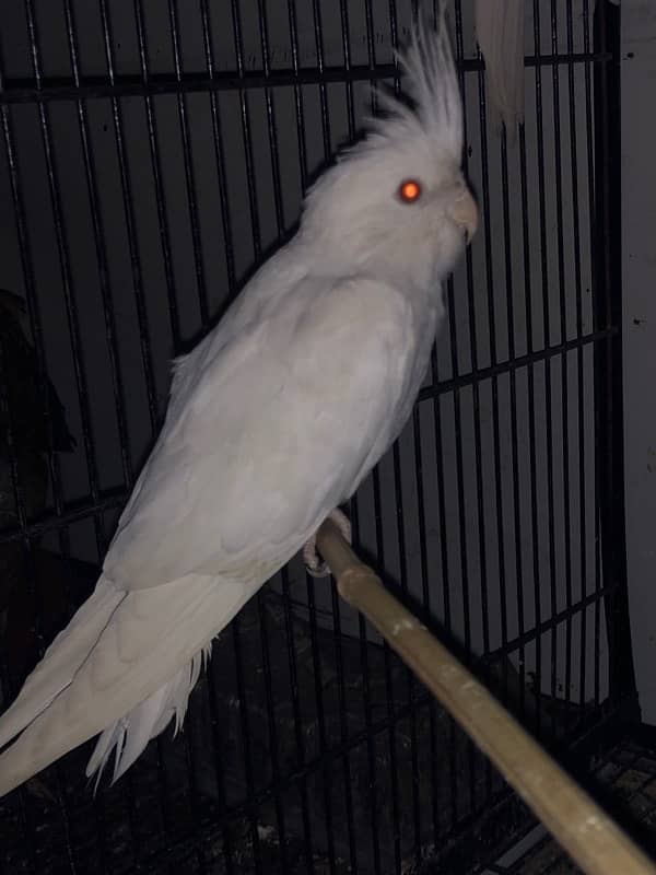 cockatiel White 6