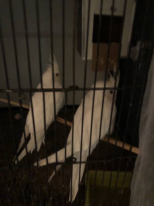 cockatiel White 7