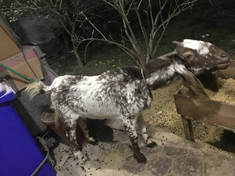 goat for sale in Lahore Saddar 0