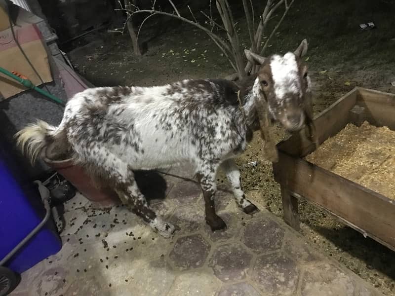 goat for sale in Lahore Saddar 1