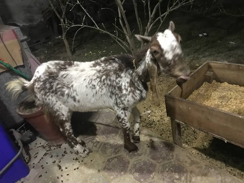 goat for sale in Lahore Saddar 2