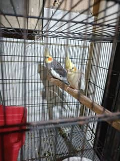 Cockatiel Family for sale. 1 breeder pair 3 handtame chicks