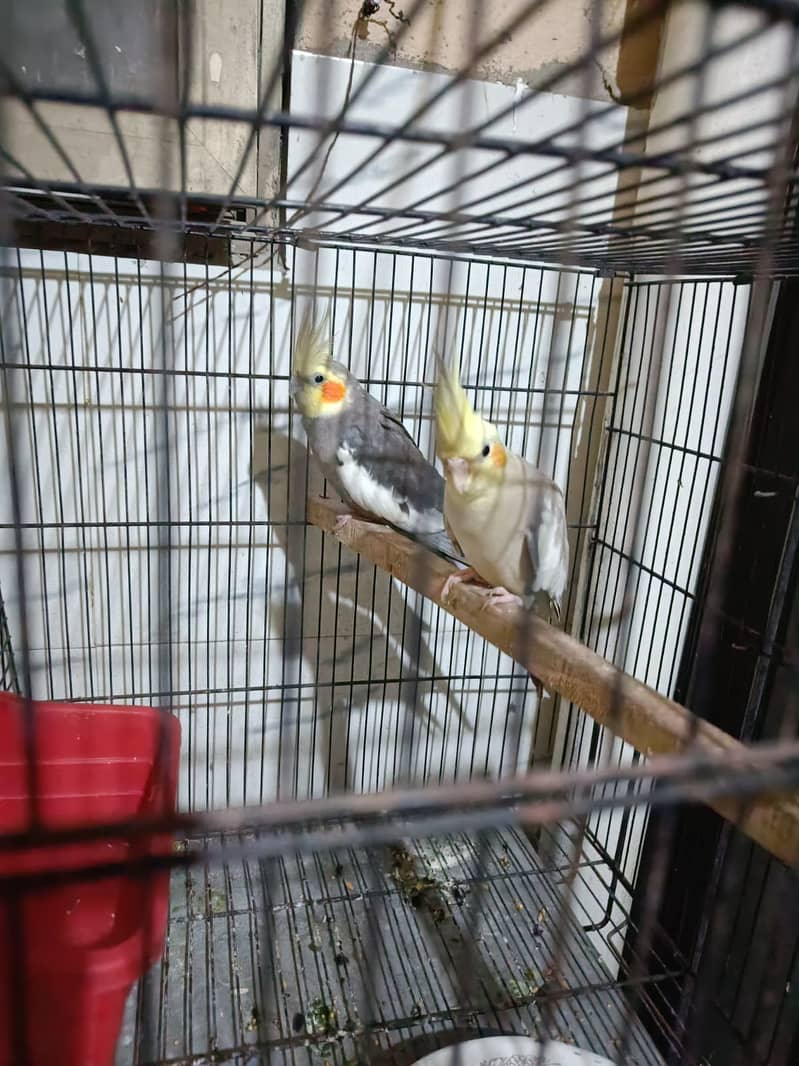 Cockatiel Family for sale. 1 breeder pair 3 handtame chicks 0