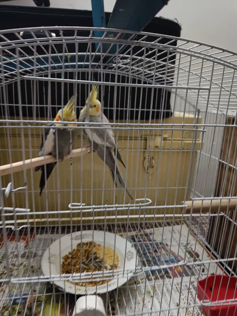 Cockatiel Family for sale. 1 breeder pair 3 handtame chicks 1