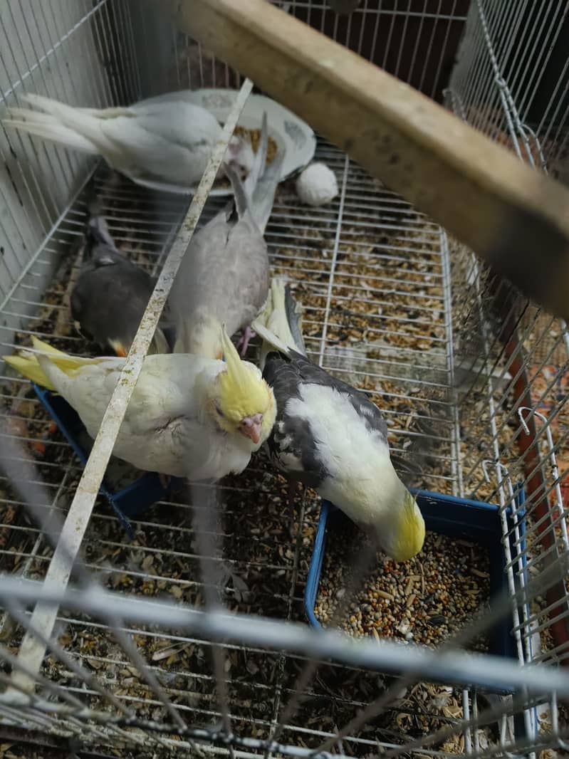 Cockatiel Family for sale. 1 breeder pair 3 handtame chicks 2