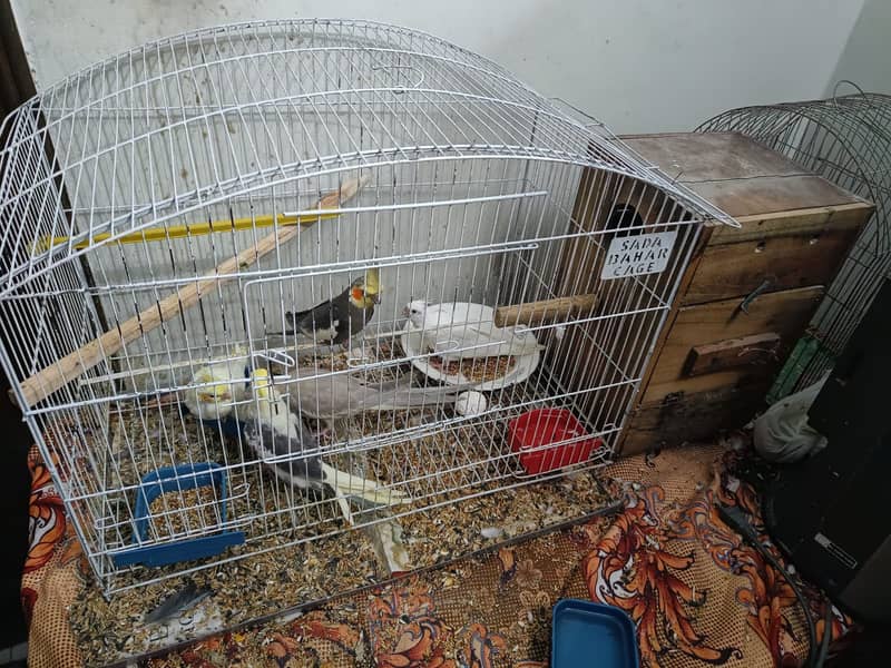 Cockatiel Family for sale. 1 breeder pair 3 handtame chicks 3