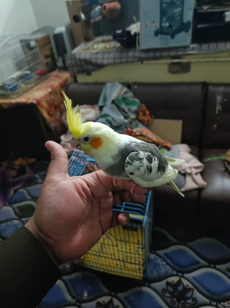 Cockatiel Family for sale. 1 breeder pair 3 handtame chicks 4