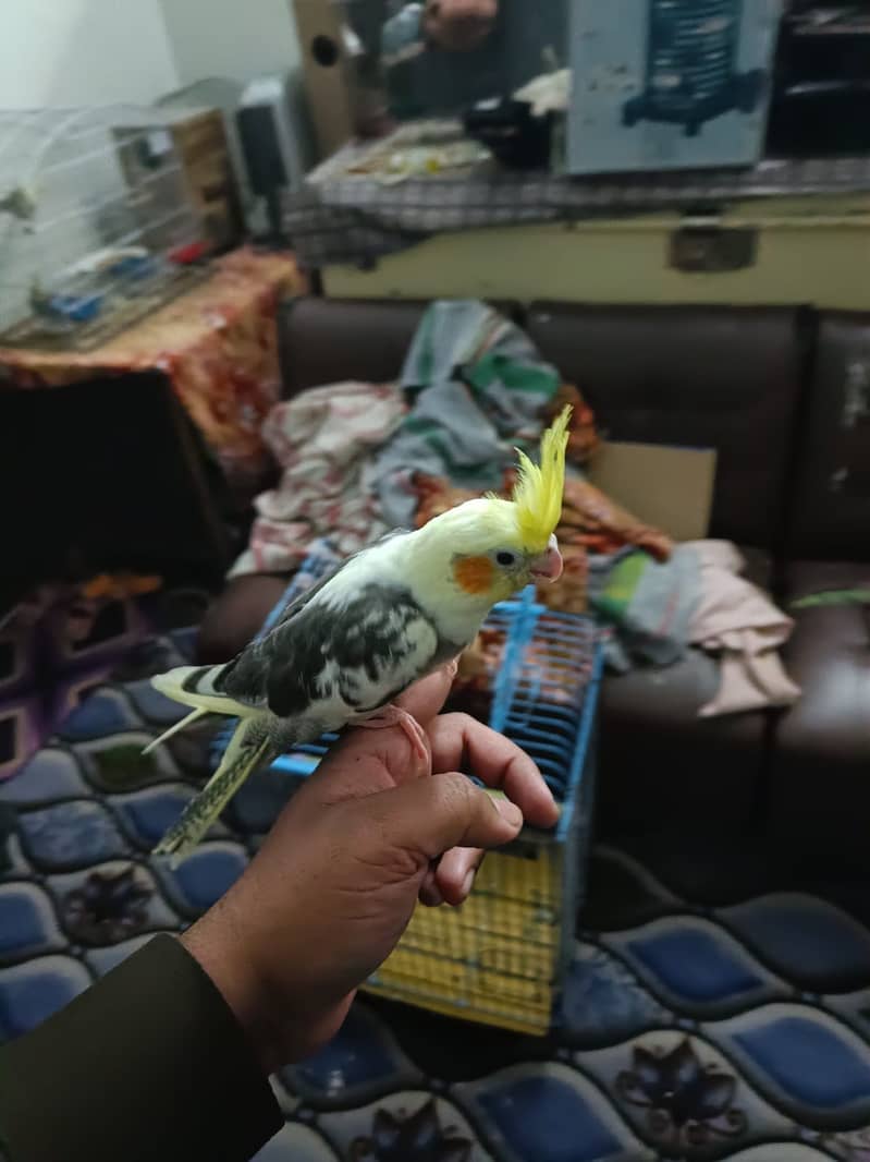 Cockatiel Family for sale. 1 breeder pair 3 handtame chicks 5