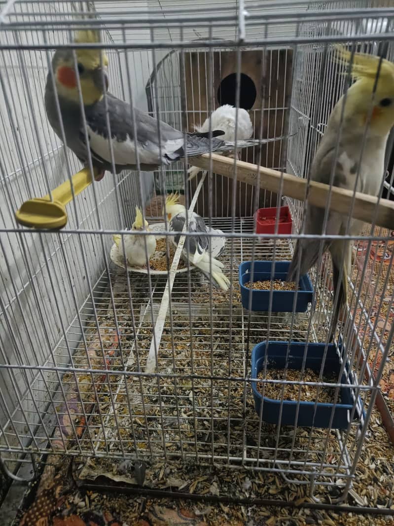 Cockatiel Family for sale. 1 breeder pair 3 handtame chicks 6