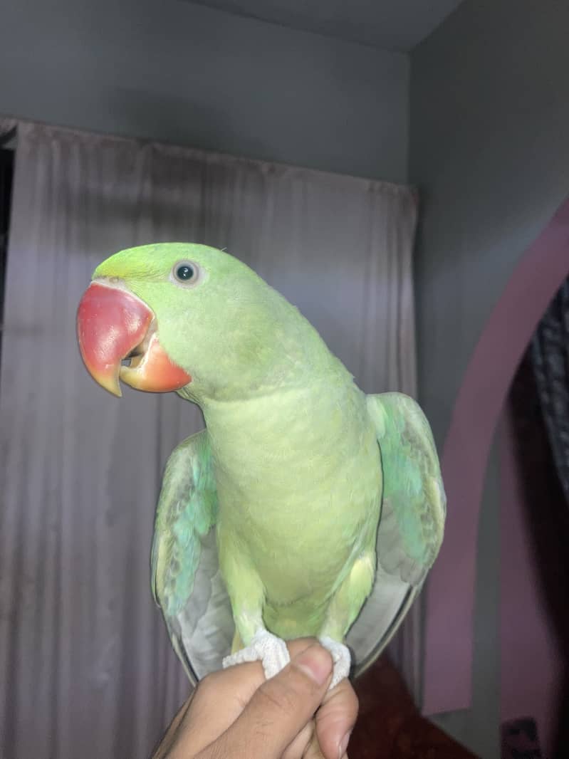 Alexander raw pahari Parrot 0