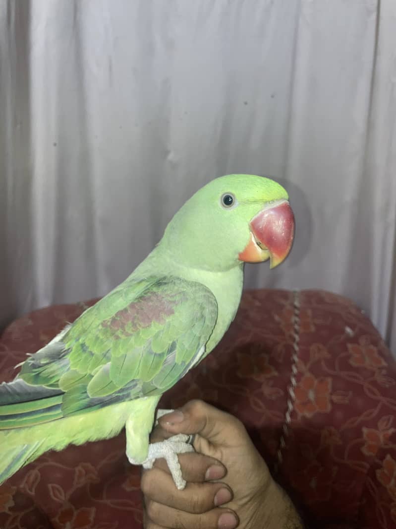 Alexander raw pahari Parrot 1