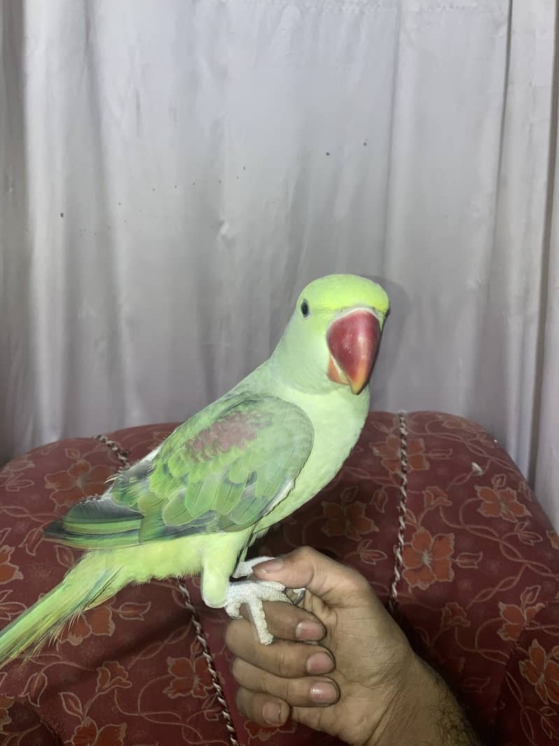 Alexander raw pahari Parrot 2