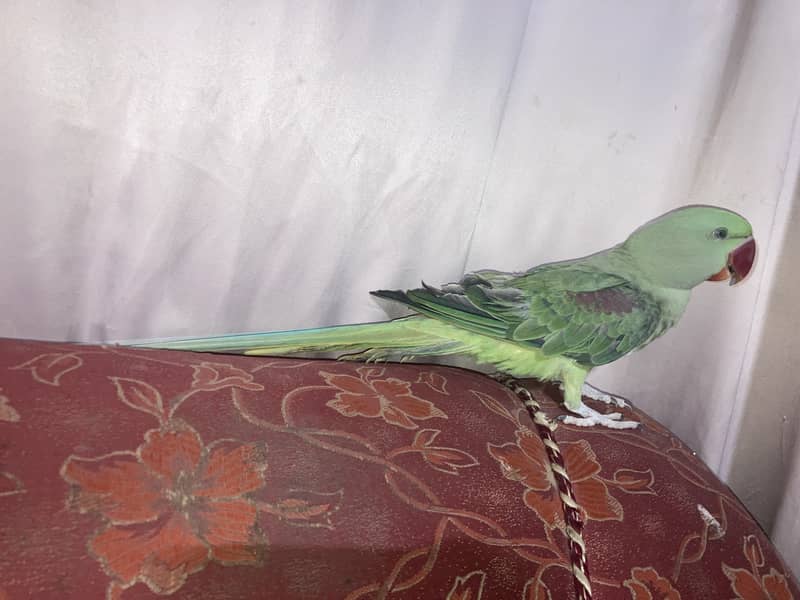 Alexander raw pahari Parrot 6