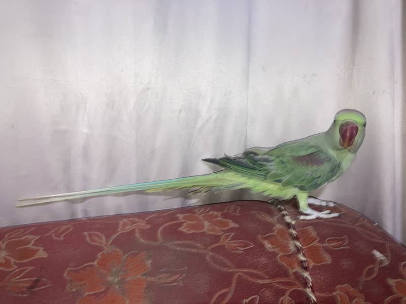 Alexander raw pahari Parrot 7