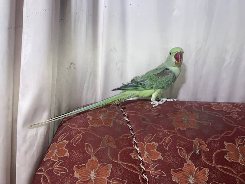 Alexander raw pahari Parrot 9