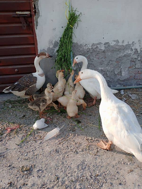 Duck family for sale 3