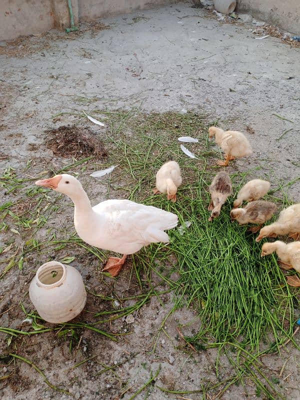 Duck family for sale 5