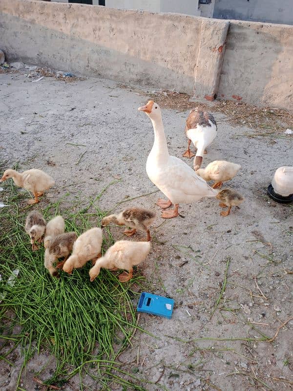 Duck family for sale 6