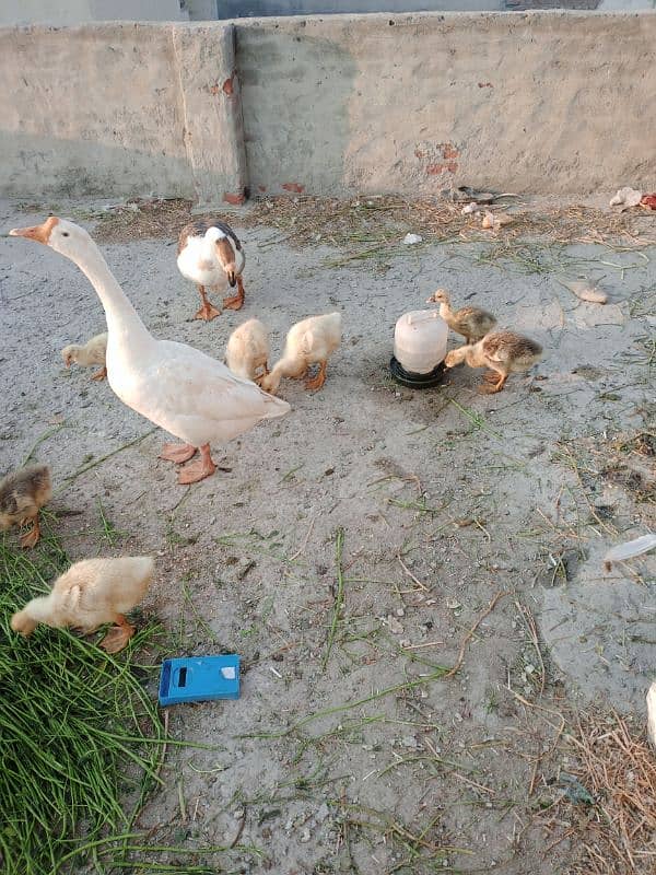 Duck family for sale 7