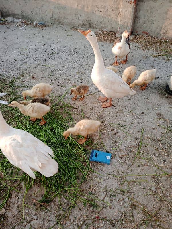 Duck family for sale 8