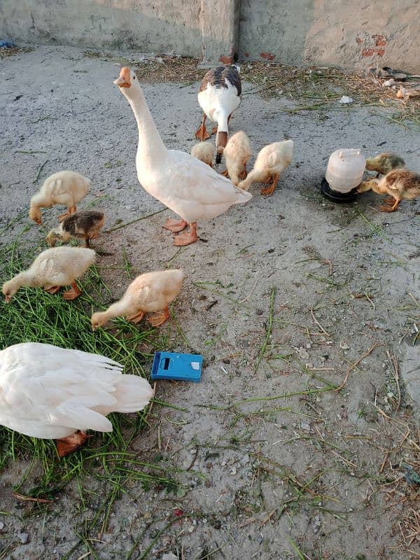 Duck family for sale 9