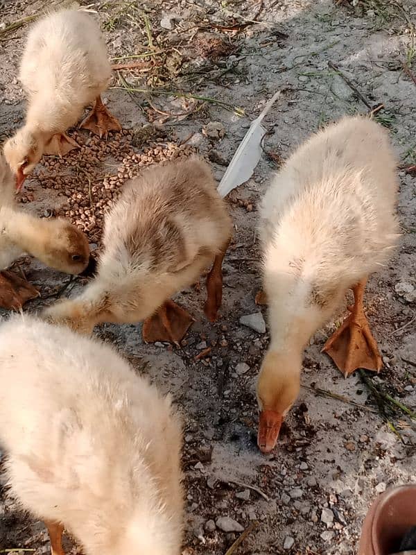 Duck family for sale 10