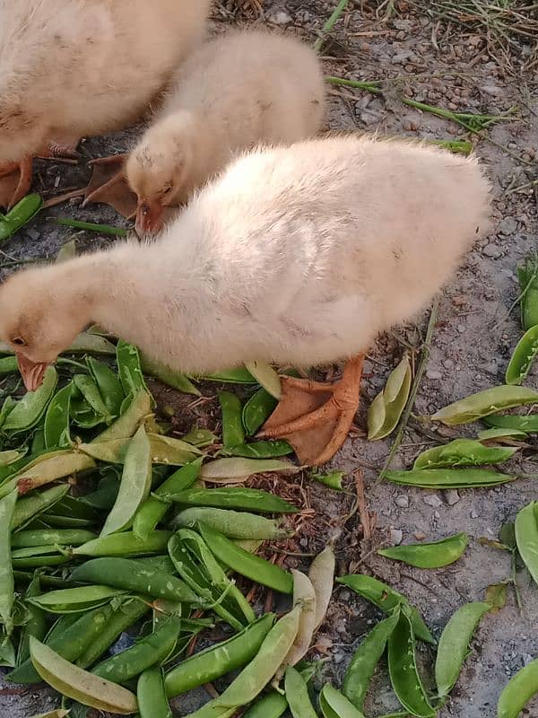 Duck family for sale 13