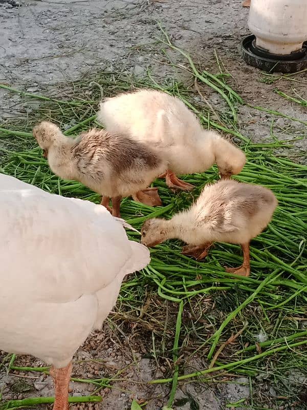 Duck family for sale 15