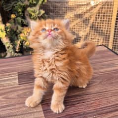 Short Body Ginger Fluffy Kitten