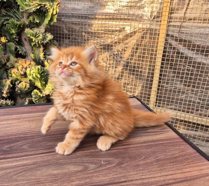 Short Body Ginger Fluffy Kitten 1