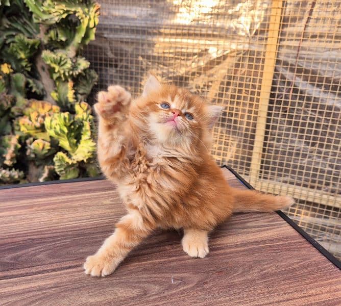 Short Body Ginger Fluffy Kitten 2