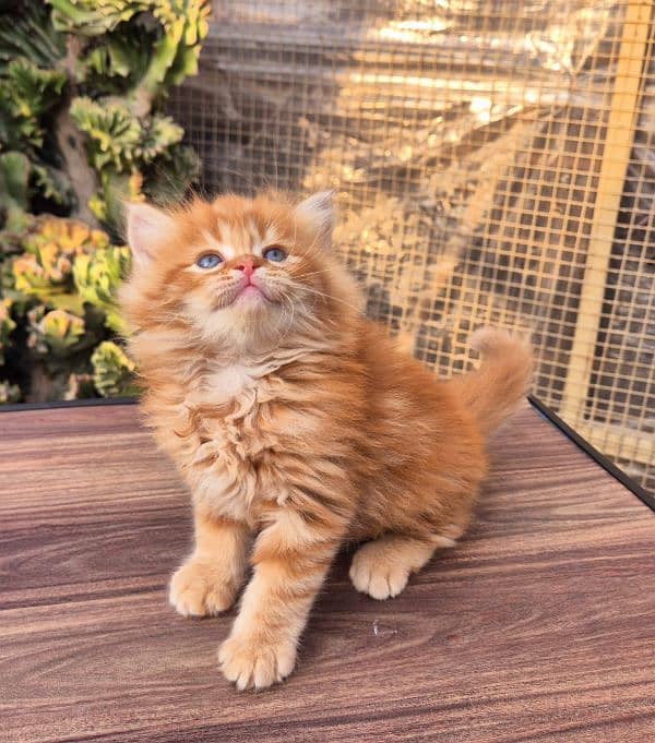 Short Body Ginger Fluffy Kitten 4