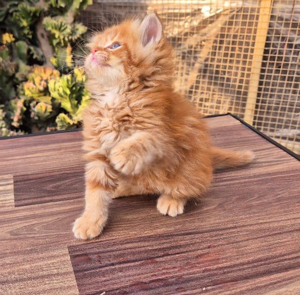 Short Body Ginger Fluffy Kitten 5