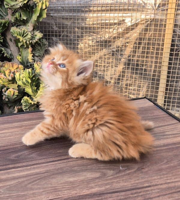 Short Body Ginger Fluffy Kitten 7