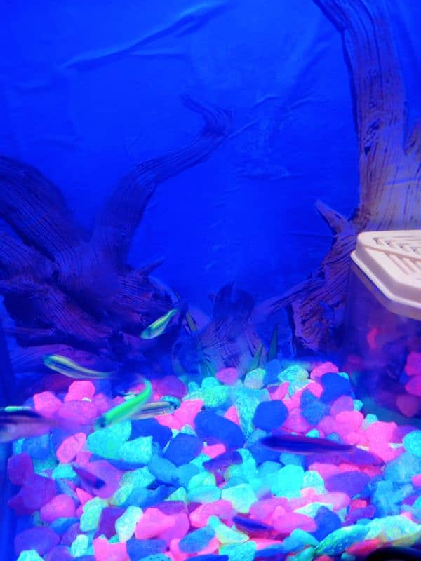 Compact Aquarium with fishes for sale 4