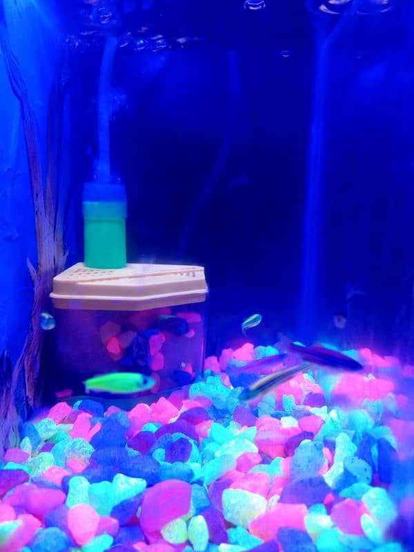 Compact Aquarium with fishes for sale 5