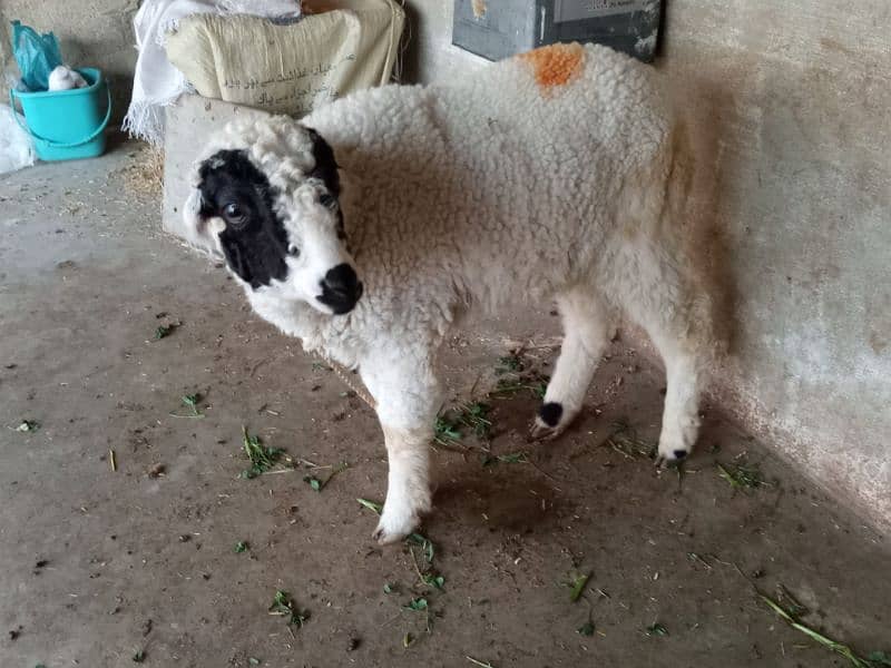 selling sheep healthy and active 2