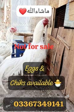 Heera + Miawali Aseel ka Fresh & fertile eggs & Chiks available